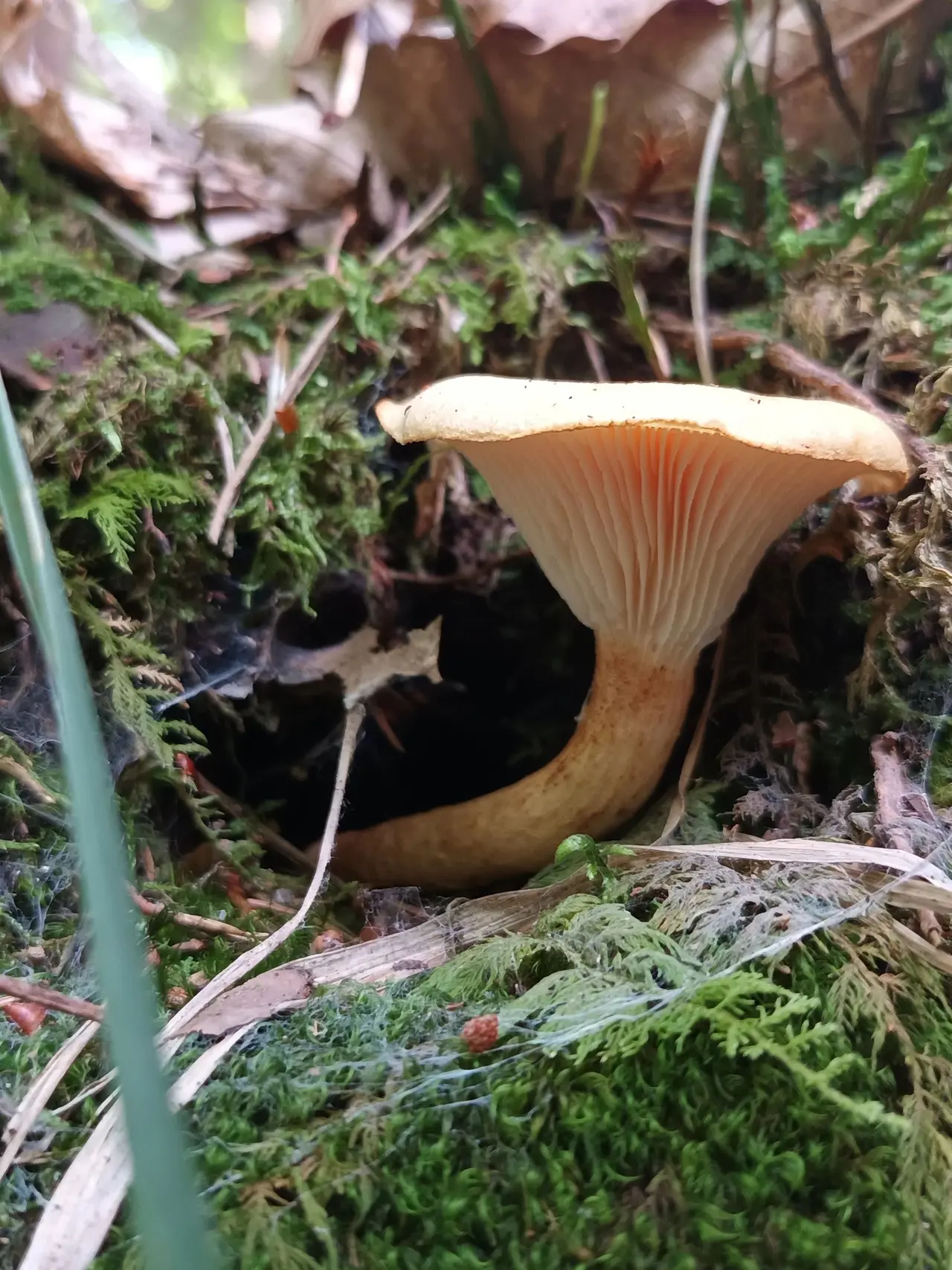 Mycological Museum of Slovenia