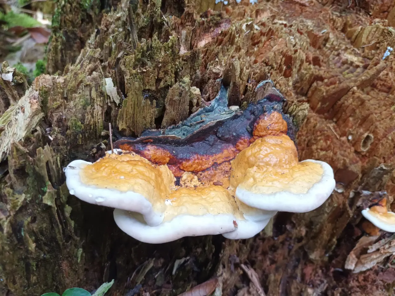 Mycological Museum of Slovenia