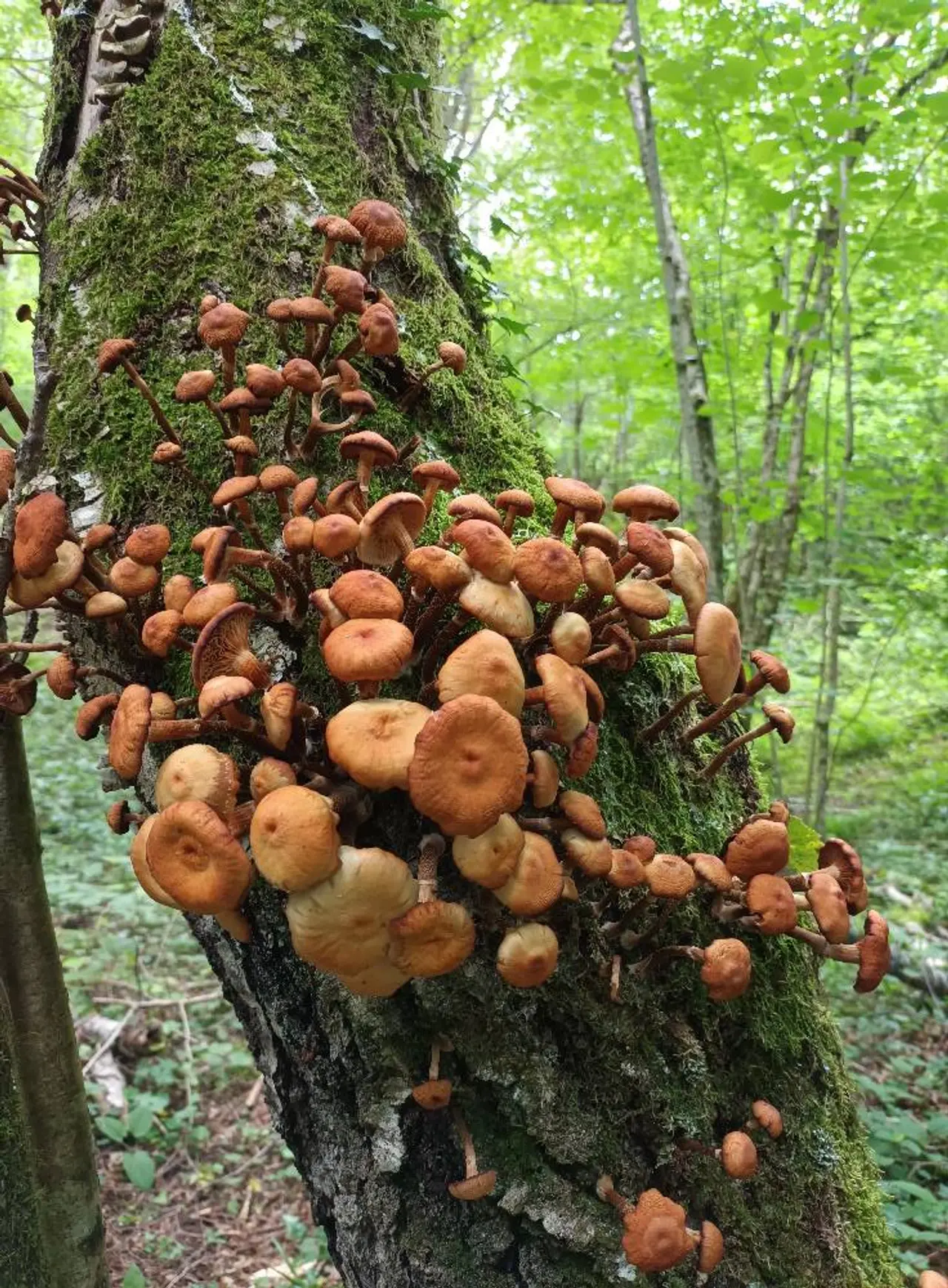 Mycological Museum of Slovenia