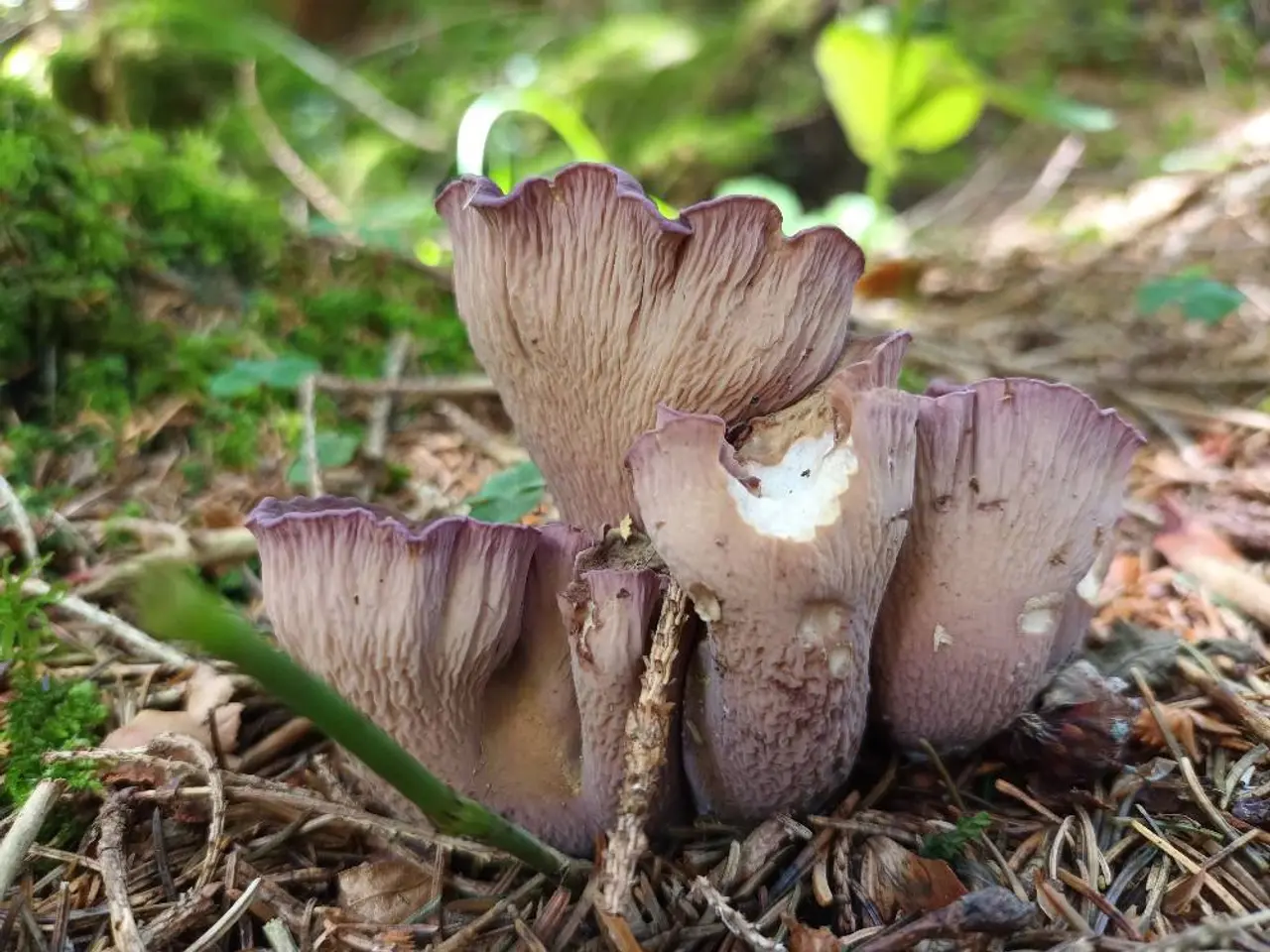 Mycological Museum of Slovenia