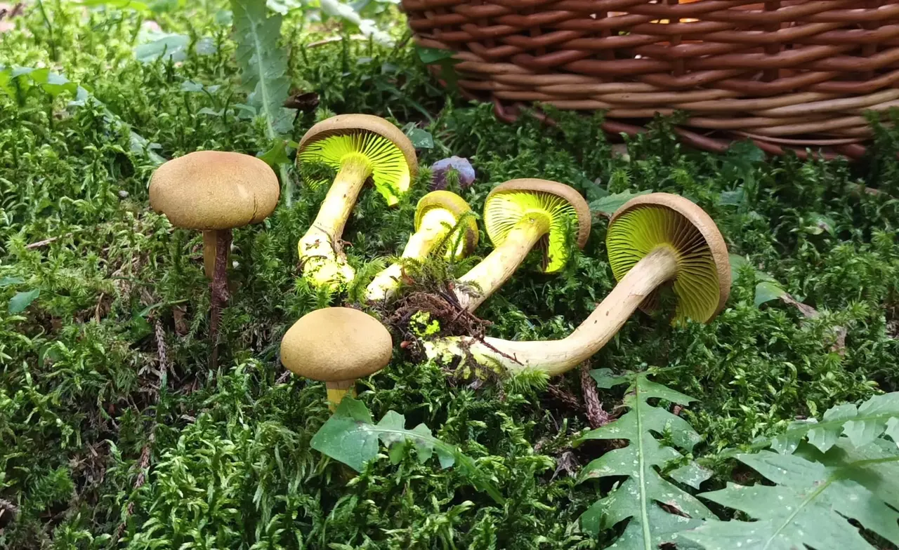 Mycological Museum of Slovenia