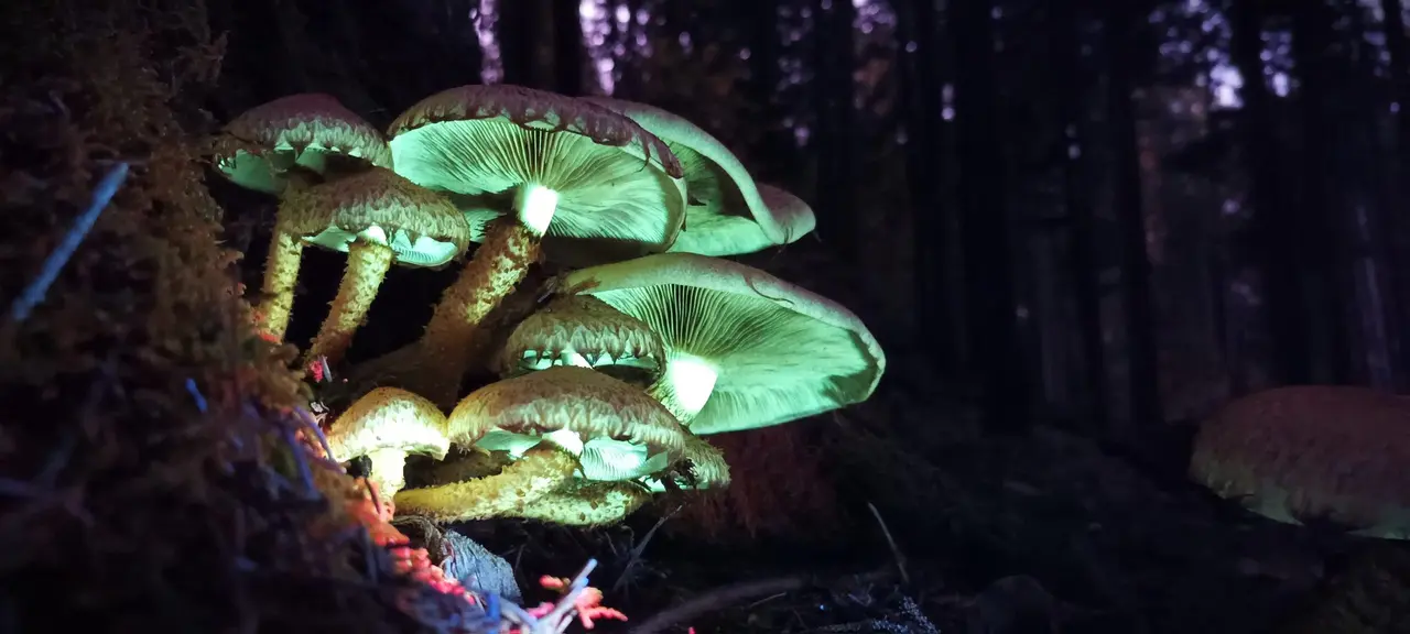 Mycological Museum of Slovenia