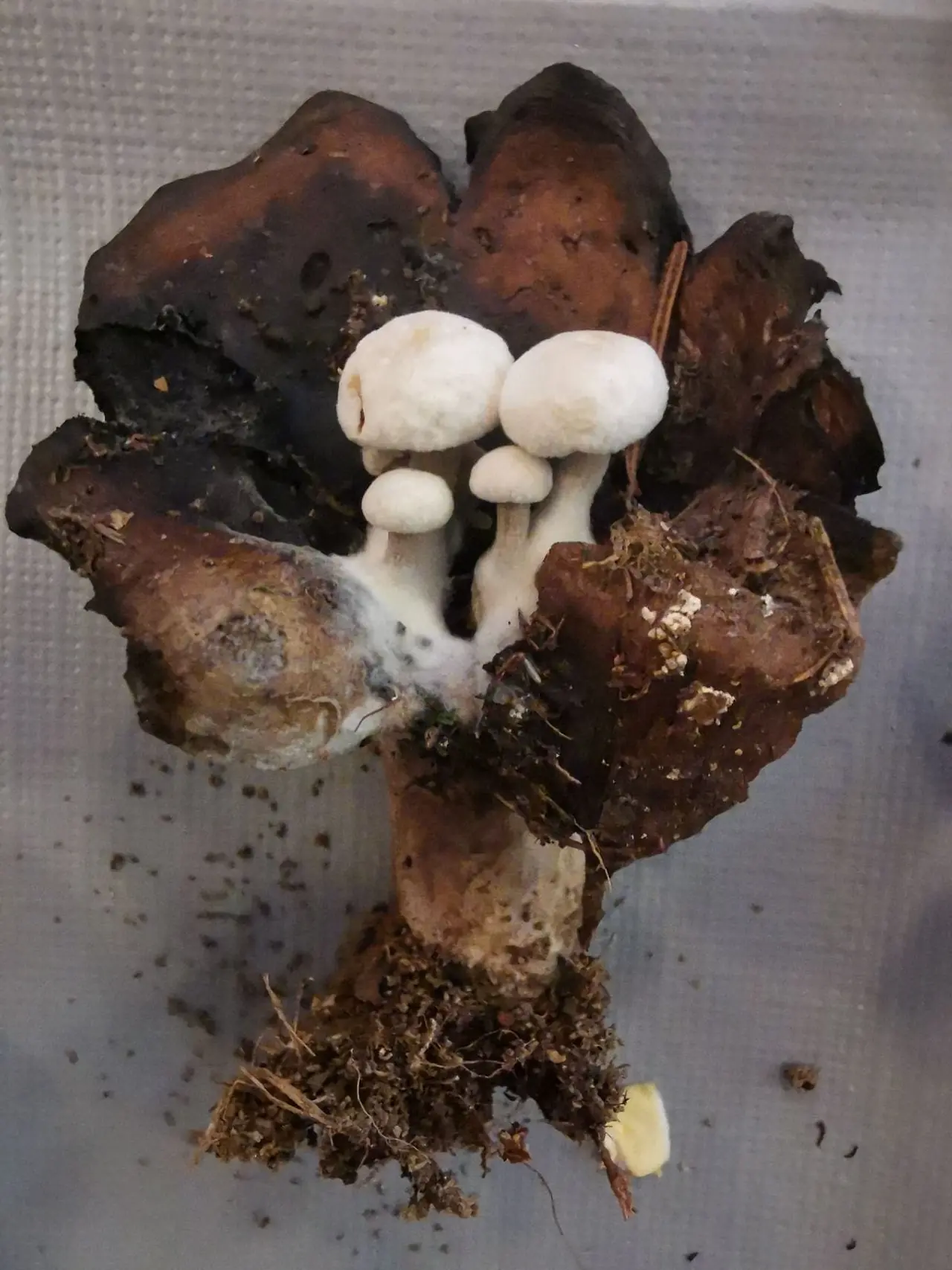 Mycological Museum of Slovenia
