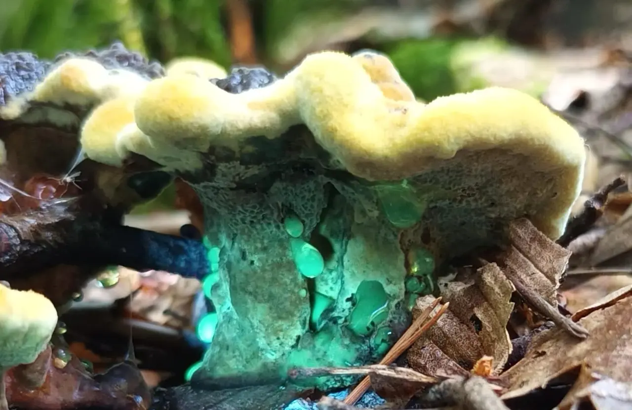 Mycological Museum of Slovenia