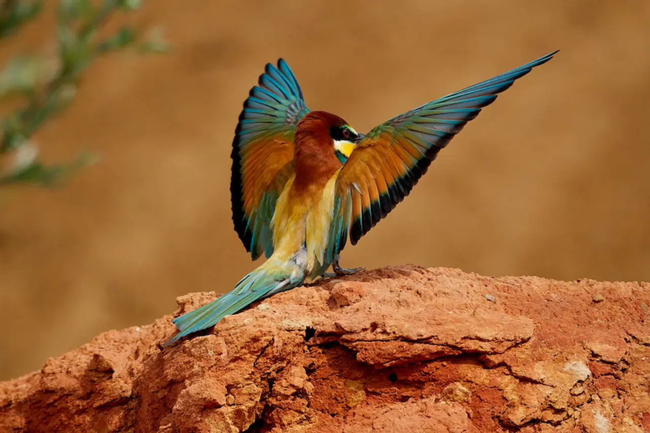 Bee-eater bird